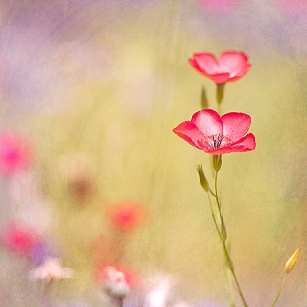 Meet your Posher, Joo